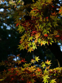 リス園と紅葉の加茂山公園へ