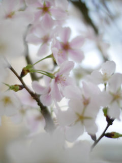 ひと足早い結桜を撮る～新潟県立植物園にて
