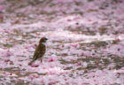 瓢湖の八重桜とスズメ