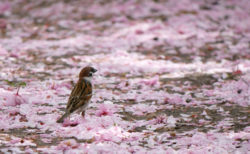 瓢湖の八重桜とスズメ
