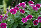 ペチュニア　紅色小町