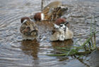 すずめの水浴び