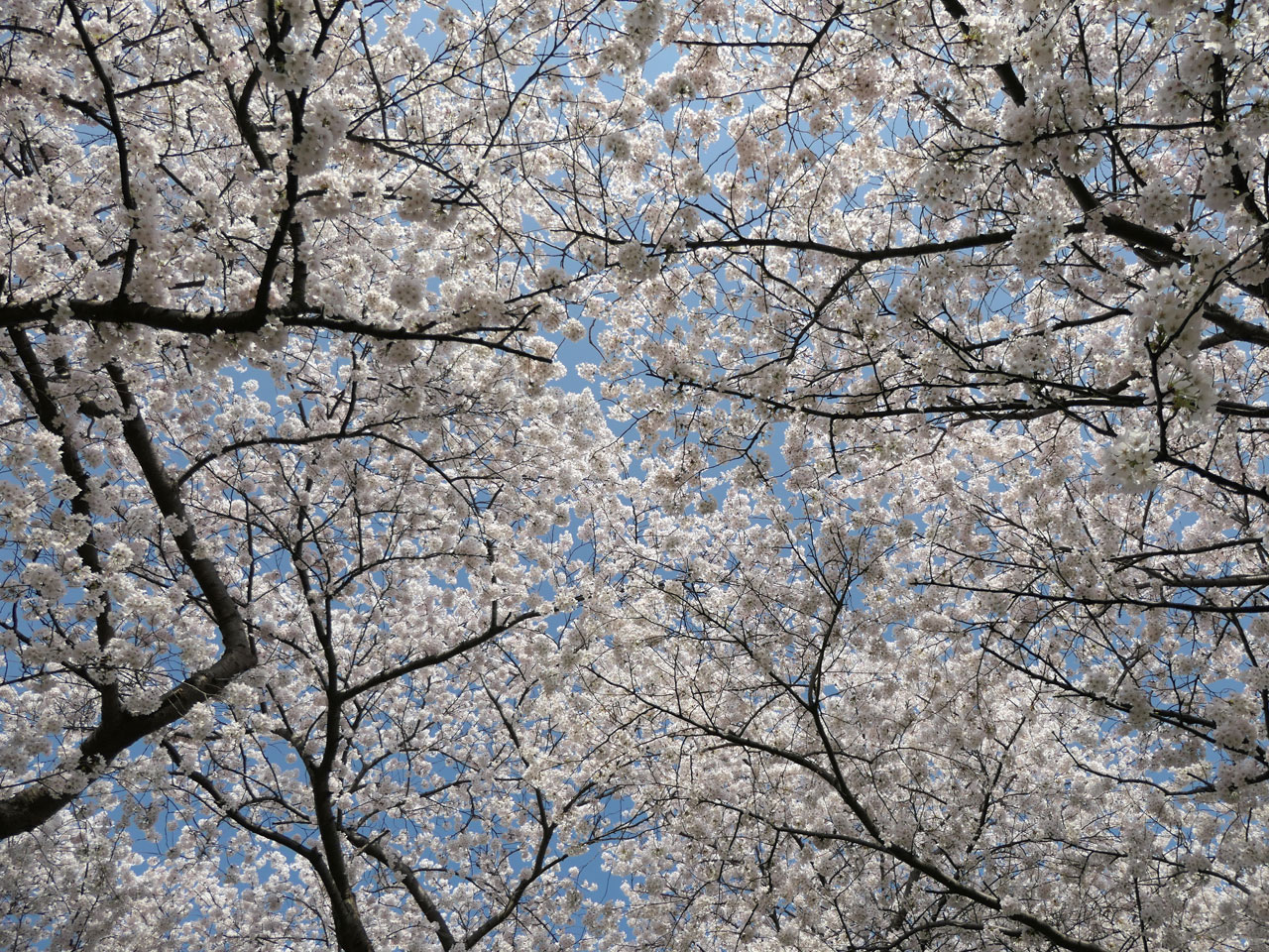 鳥屋野潟公園の桜2：LUMIX DMC-G99＋LEICA DG VARIO-ELMARIT 12-60mm/F2.8-4.0