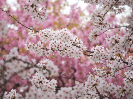 あっという間に咲いた桜を急ぎ足で撮って来た<br>～新潟県下越地方にて
