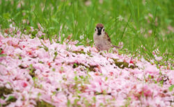 今年も見事なピンクの花びらの絨毯<br>瓢湖水きん公園（阿賀野市）にて