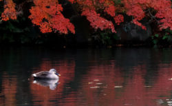 紅葉の中を鴨が泳ぐ庭園　ー新発田市　清水園ー