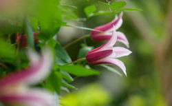 チューリップ咲き＆ベル型のクレマチス