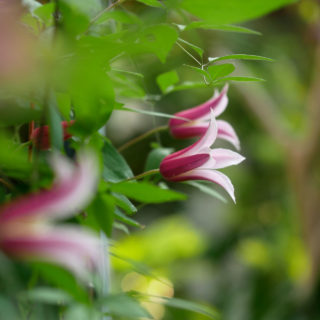 チューリップ咲き＆ベル型のクレマチス