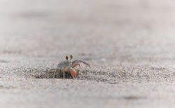砂浜でスナガニを撮る　ー聖籠町網代浜にて