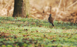 OM-1で初めて撮ってみた<br>キジバト・ツグミ・ヒバリ・カワラヒワ