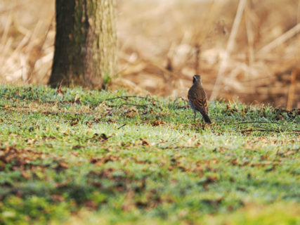 OM-1で初めて撮ってみた<br>キジバト・ツグミ・ヒバリ・カワラヒワ