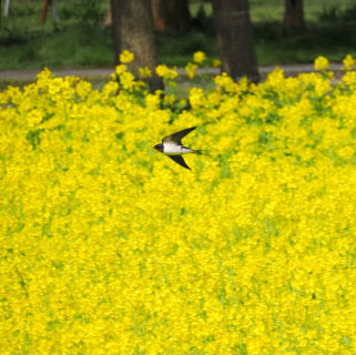 春の福島潟といえば菜の花とヒバリ・・・ほかにもいたいた！<br>ツバメ・コチドリ・セイタカシギ