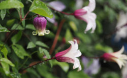 クレマチスが次々に開花中<br>流星・アフロボーイ・サニーサイドetc