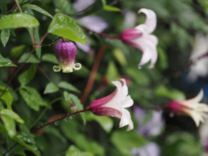 クレマチスが次々に開花中<br>流星・アフロボーイ・サニーサイドetc