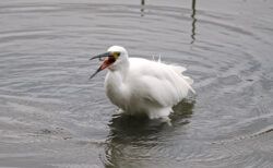 谷津干潟自然観察センターに行ってみた
