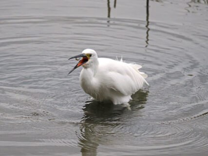 谷津干潟自然観察センターに行ってみた