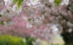 薄いピンクに濃いピンク<br>・・・八重桜をふんわり撮る