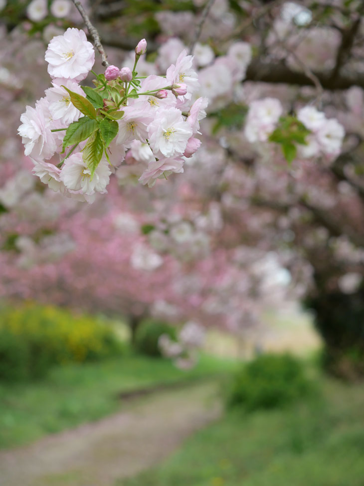薄いピンクに濃いピンク・・・八重桜をふんわり撮る | てんこもりDays