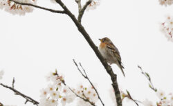 桜にアトリ、そして望遠レンズを検討中