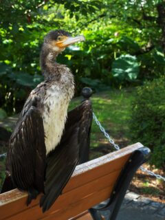 不忍池のカワウ