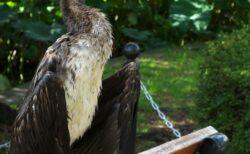 不忍池のカワウ